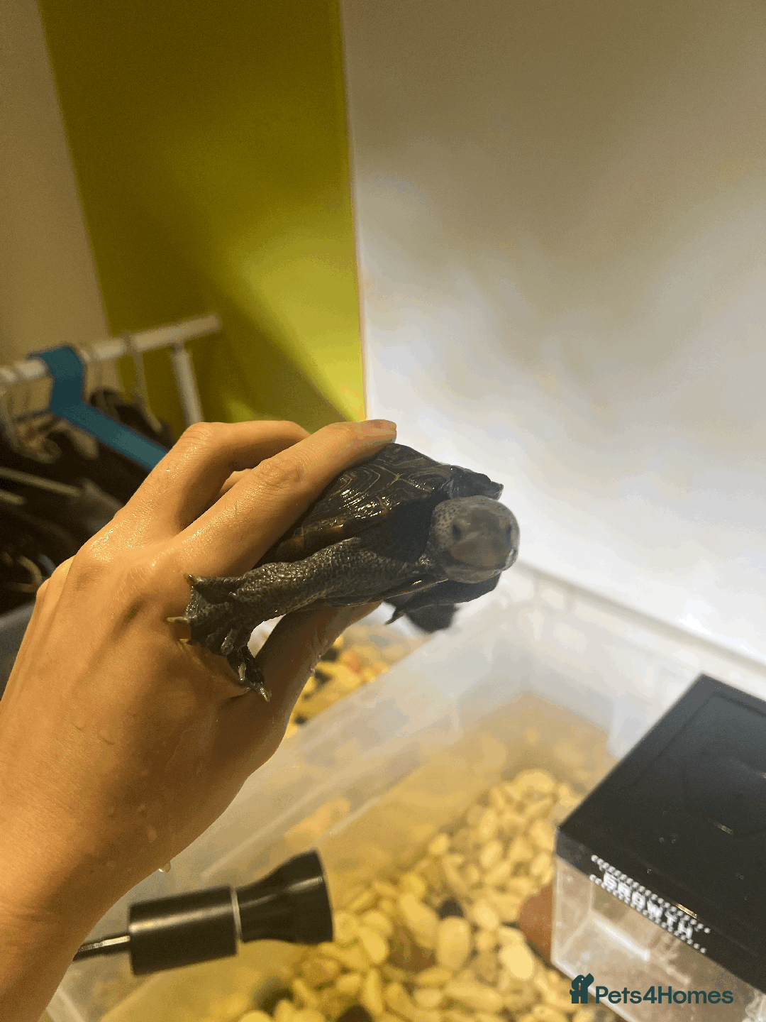 Turtle reptiles for sale: Diamondback Terrapin Turtle - Image 6