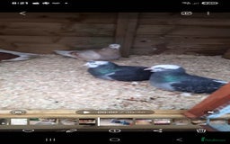 Pigeons birds for sale: 2x pair of west of england tumblers - Image 3