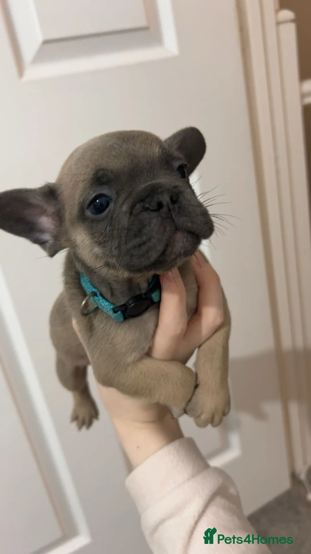 French Bulldog dogs for sale: FLUFFY PINK ISABELLA BLUE TAN KC REGISTERED  - Advert 5