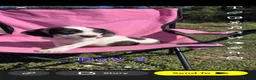 English Springer Spaniel dogs for sale: English springer spaniel pups for sale - Advert 15