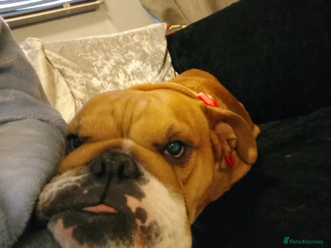 English Bulldog dogs for sale: Miniature English Bulldog  - Advert 5