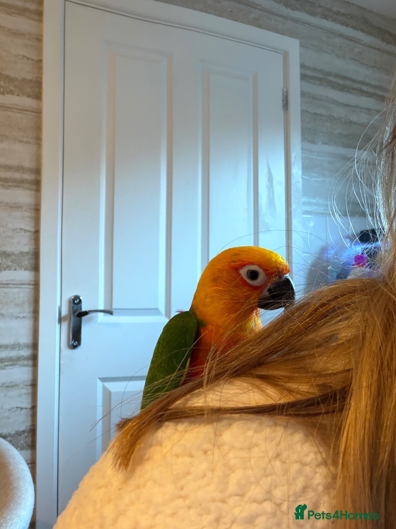 Parrots birds Jenaday conure - Advert 1
