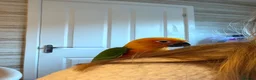 Parrots birds for sale: Jenaday conure in Swindon - Advert 1