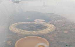 Python Snake reptiles for sale: Royal pythons for sale - Image 6