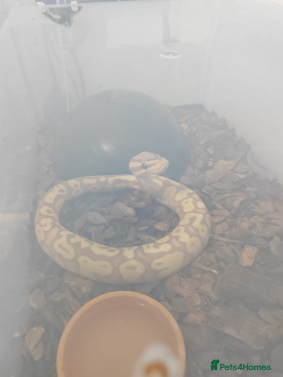 Python Snake reptiles for sale: Royal pythons for sale - Image 6