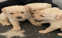 Labrador Retriever dogs for sale: Yellow and Black Labrador puppies  - Image 10