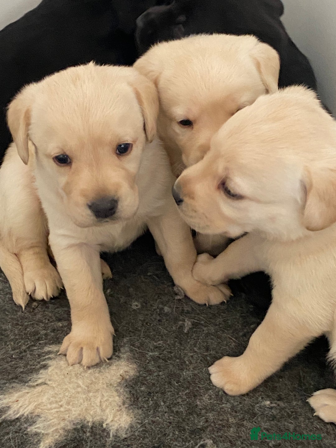 Labrador Retriever dogs for sale: Yellow and Black Labrador puppies  - Image 10