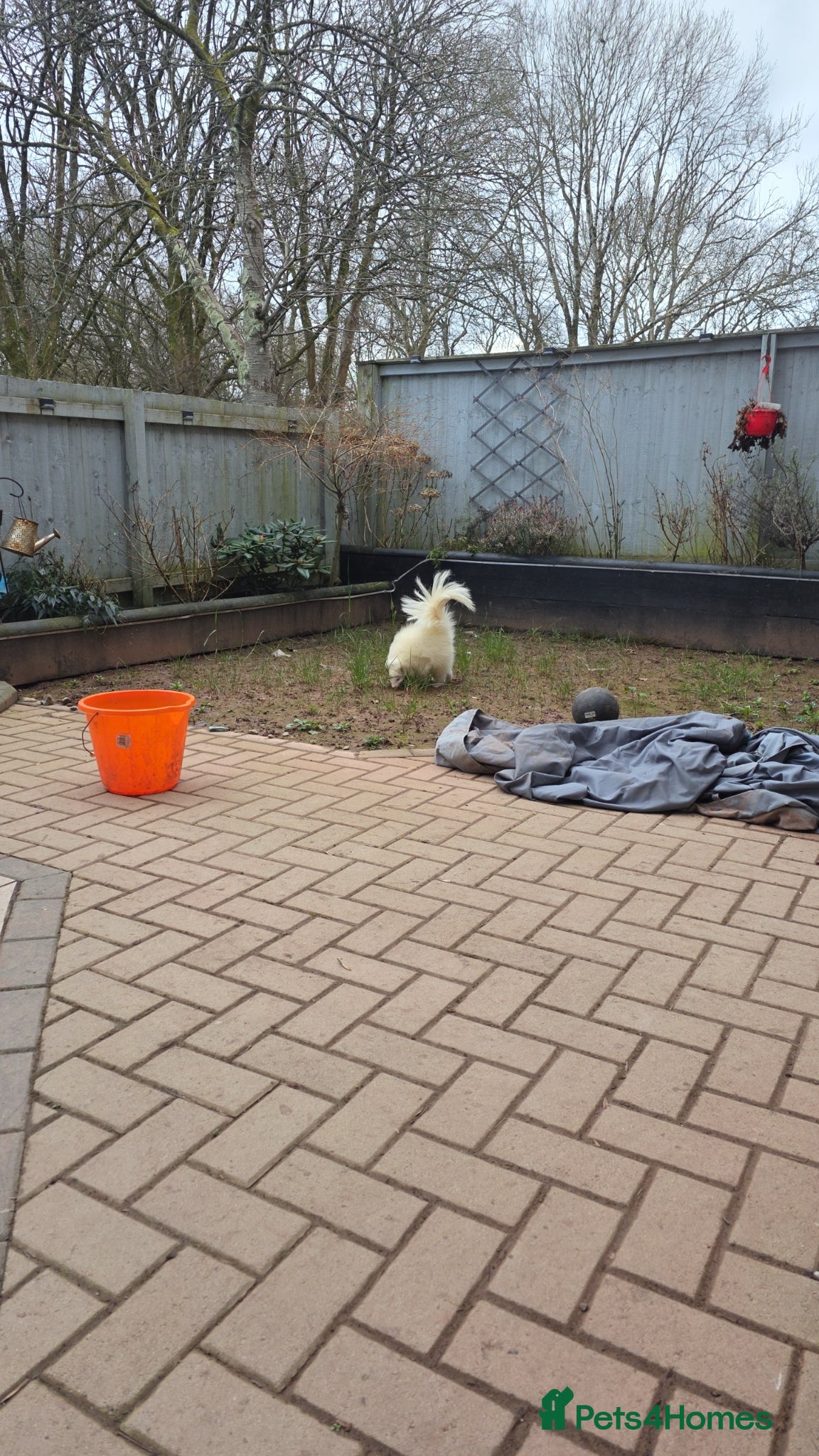 Mixed Breed reptiles for sale: Albino skunk  - Advert 1