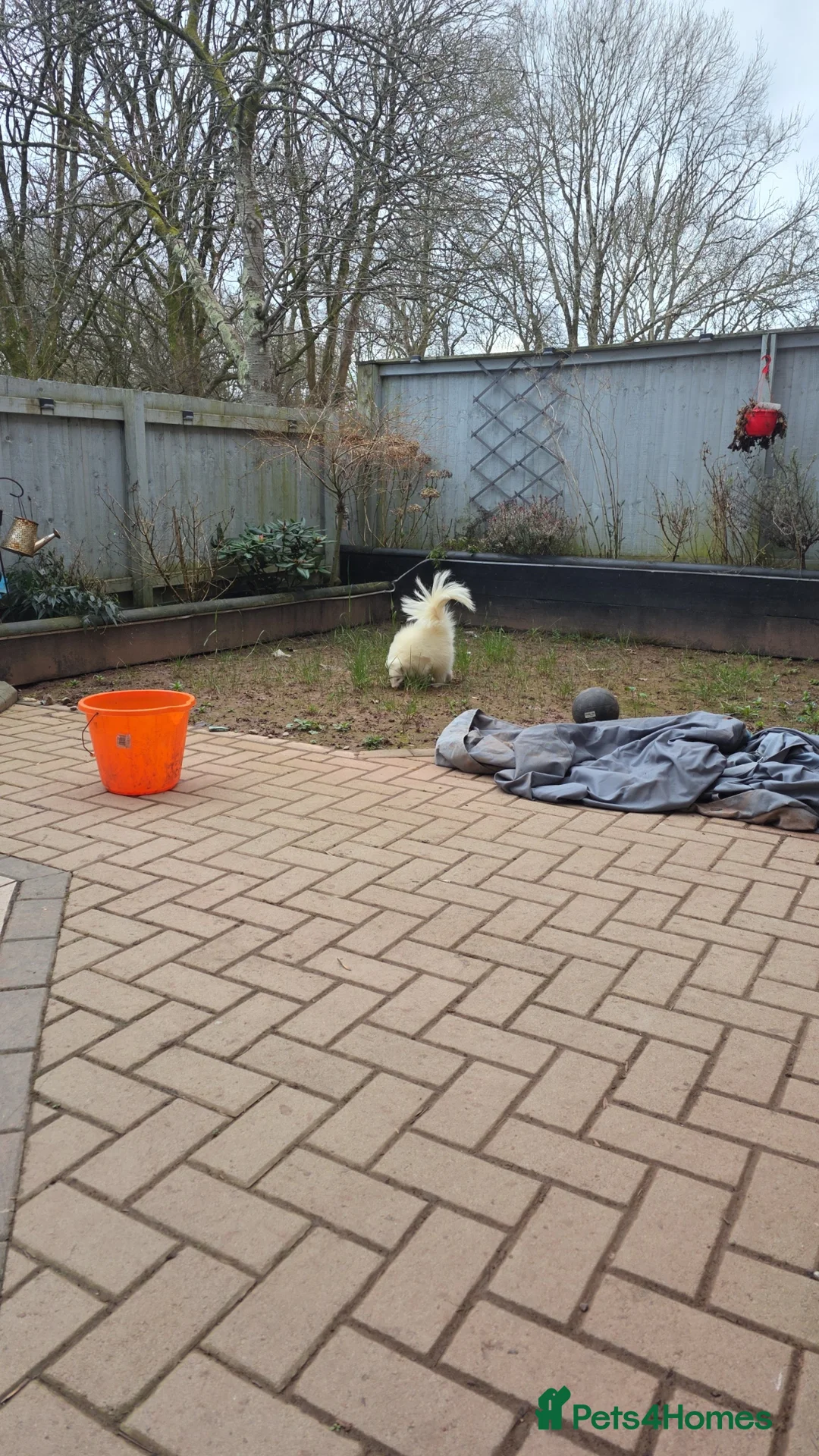 Mixed Breed reptiles for sale: Albino skunk  - Advert 1