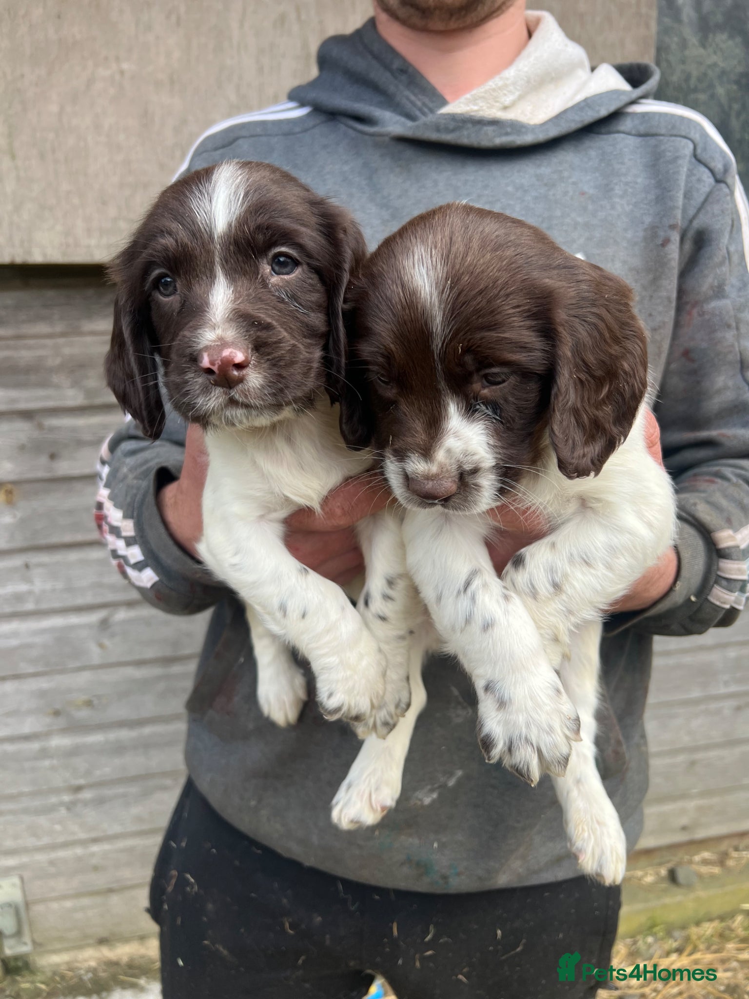 English Springer Spaniel dogs Just 2 Traditional English Springer Spaniels left! - Advert 1