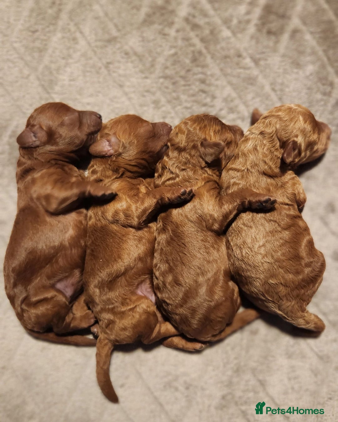 Toy Poodle dogs for stud: Extensively DNA Health Tested Deep Red Toy Poodle in Mansfield - Advert 29