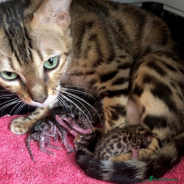 Bengal cats Nevaeh Bengals — Premium UK Bengal Breeder - Advert 3