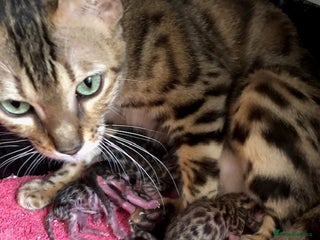 Bengal cats Nevaeh Bengals — Premium UK Bengal Breeder - Advert 3