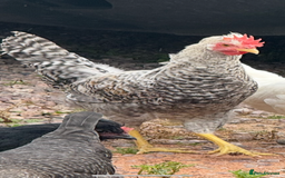 Chickens poultry for sale: Young Cockerels looking for a good home  - Image 2