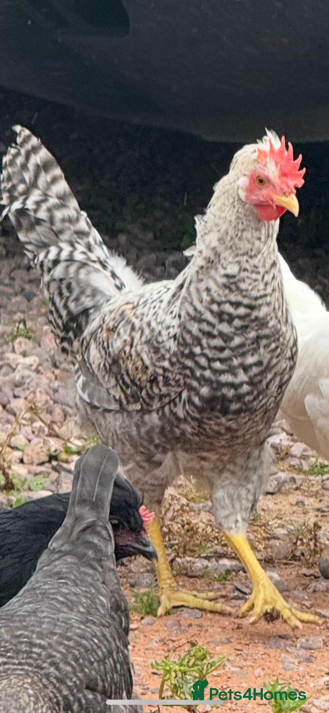 Chickens poultry for sale: Young Cockerels looking for a good home  - Image 2