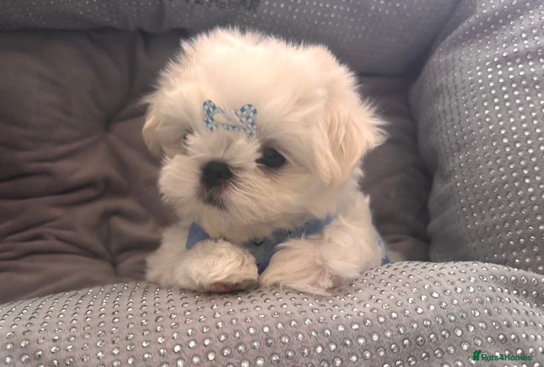 Maltese dogs for sale: 🌟Just One Left 🌟Bambelina Maltese🌟 - Image 6