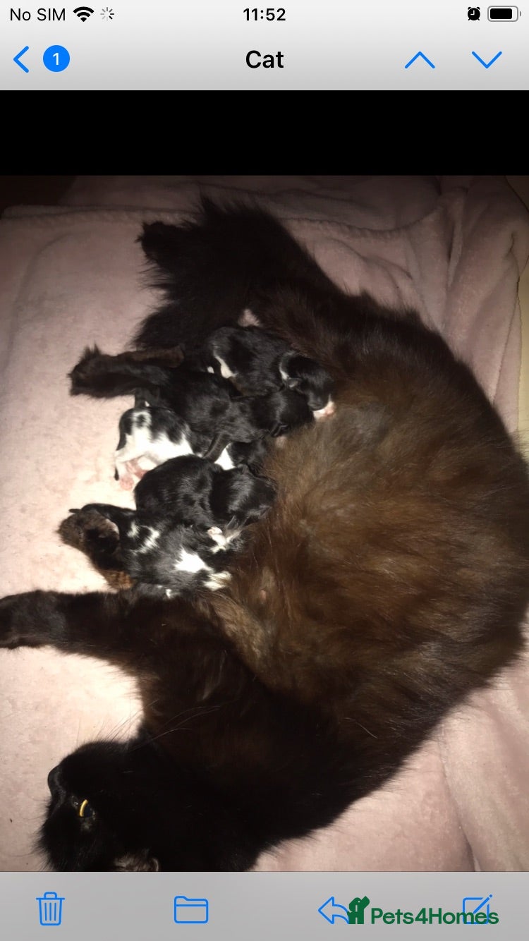 Mixed Breed cats Fluffy kittens  - Advert 1