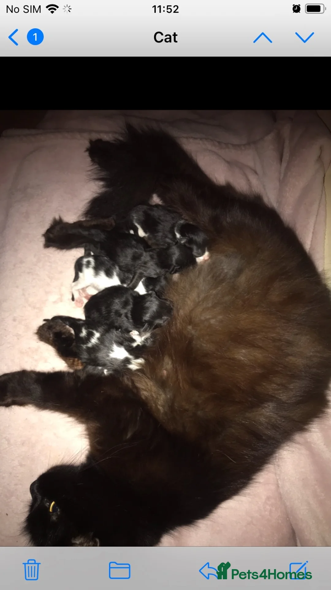 Mixed Breed cats for sale: Fluffy kittens  - Advert 1