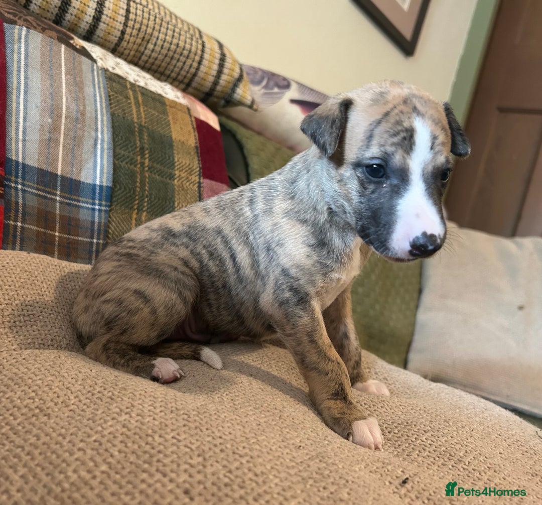 Whippet dogs for sale: Whippet Pups  - Image 14