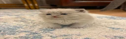 Scottish Fold cats for sale: Last Kittens – Don't Miss Out  - Advert 15