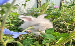 Angora rabbits for sale: Pedigree Full Faced & Maxi Faced English Angoras - Image 27