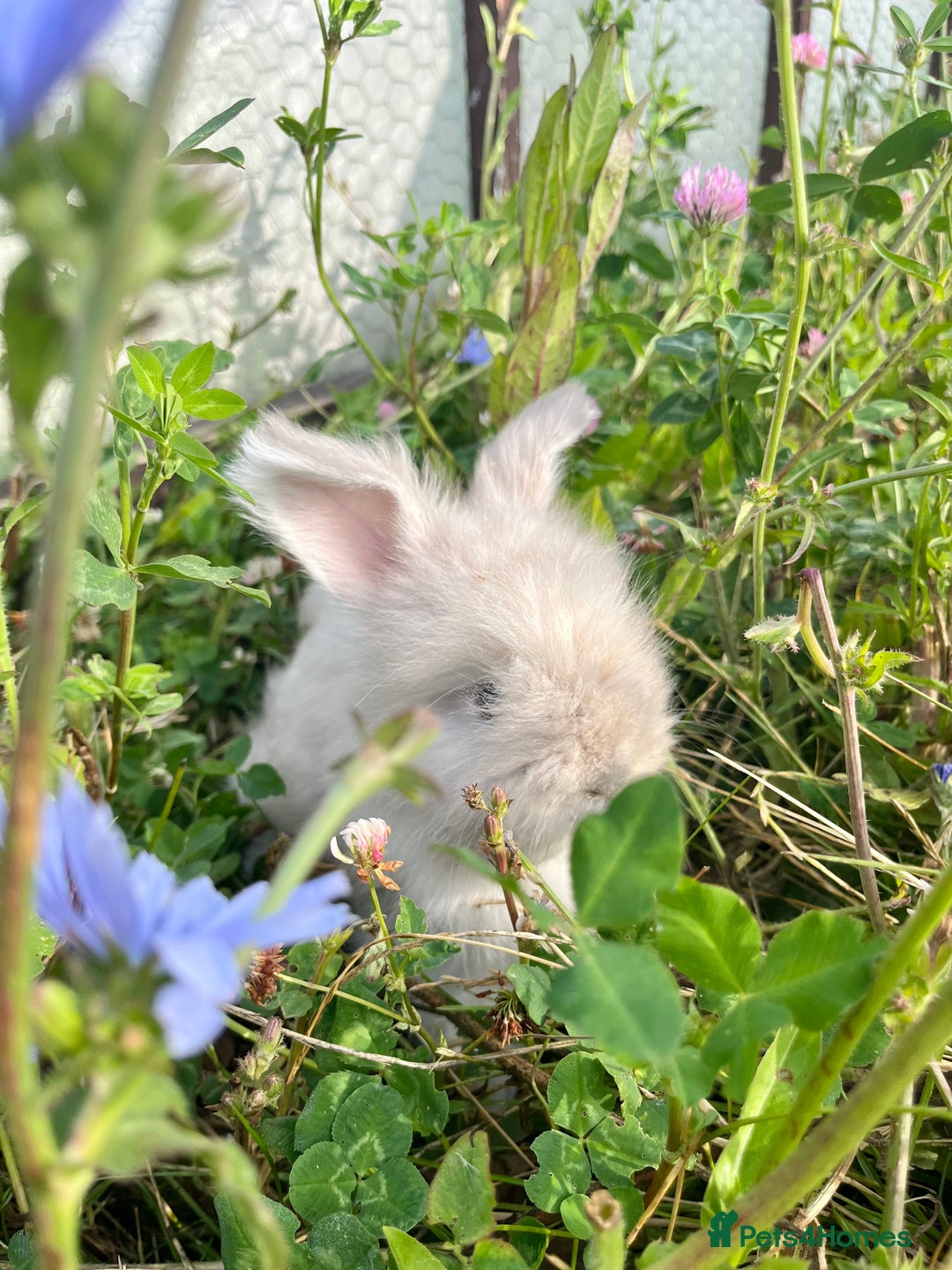Angora rabbits for sale: Pedigree Full Faced & Maxi Faced English Angoras - Image 27