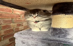 Scottish Fold cats for sale: Stunningly beautiful Scottish Fold x Ragdoll  - Image 13