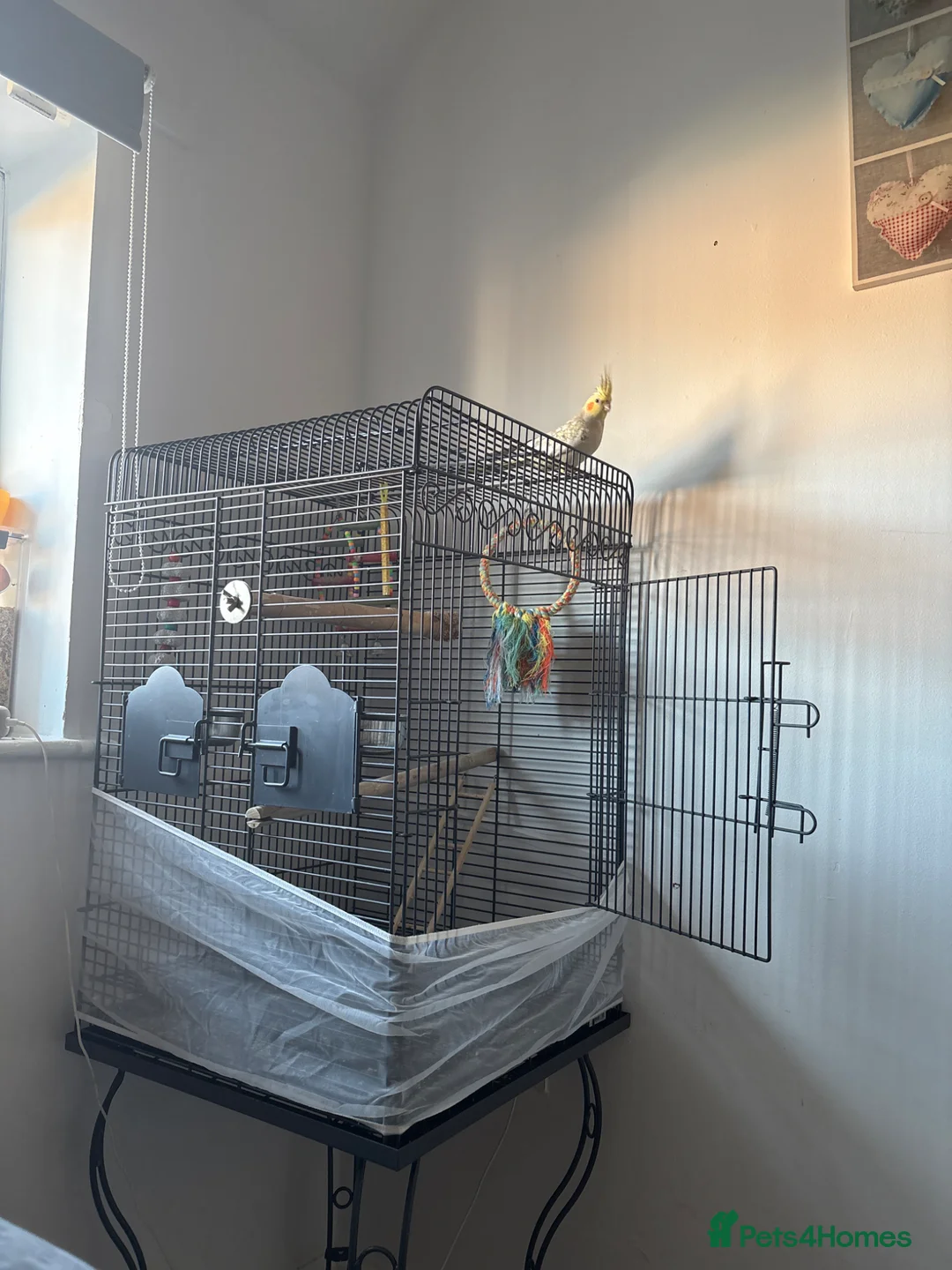 Cockatiels birds for sale: Handtame cockatiel comes with cage perch’s bowls  in Sittingbourne - Advert 2