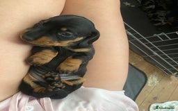 Miniature Dachshund dogs for sale: Venus is a mama to 5! - Image 8