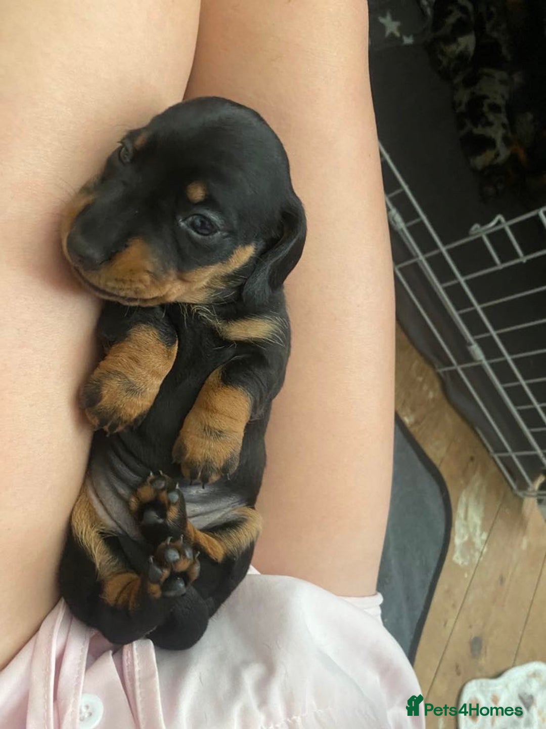 Miniature Dachshund dogs for sale: Venus is a mama to 5! - Image 8