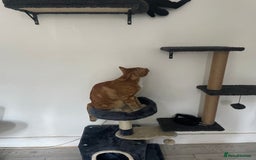 Abyssinian cats for sale: Ginger cat - Image 1