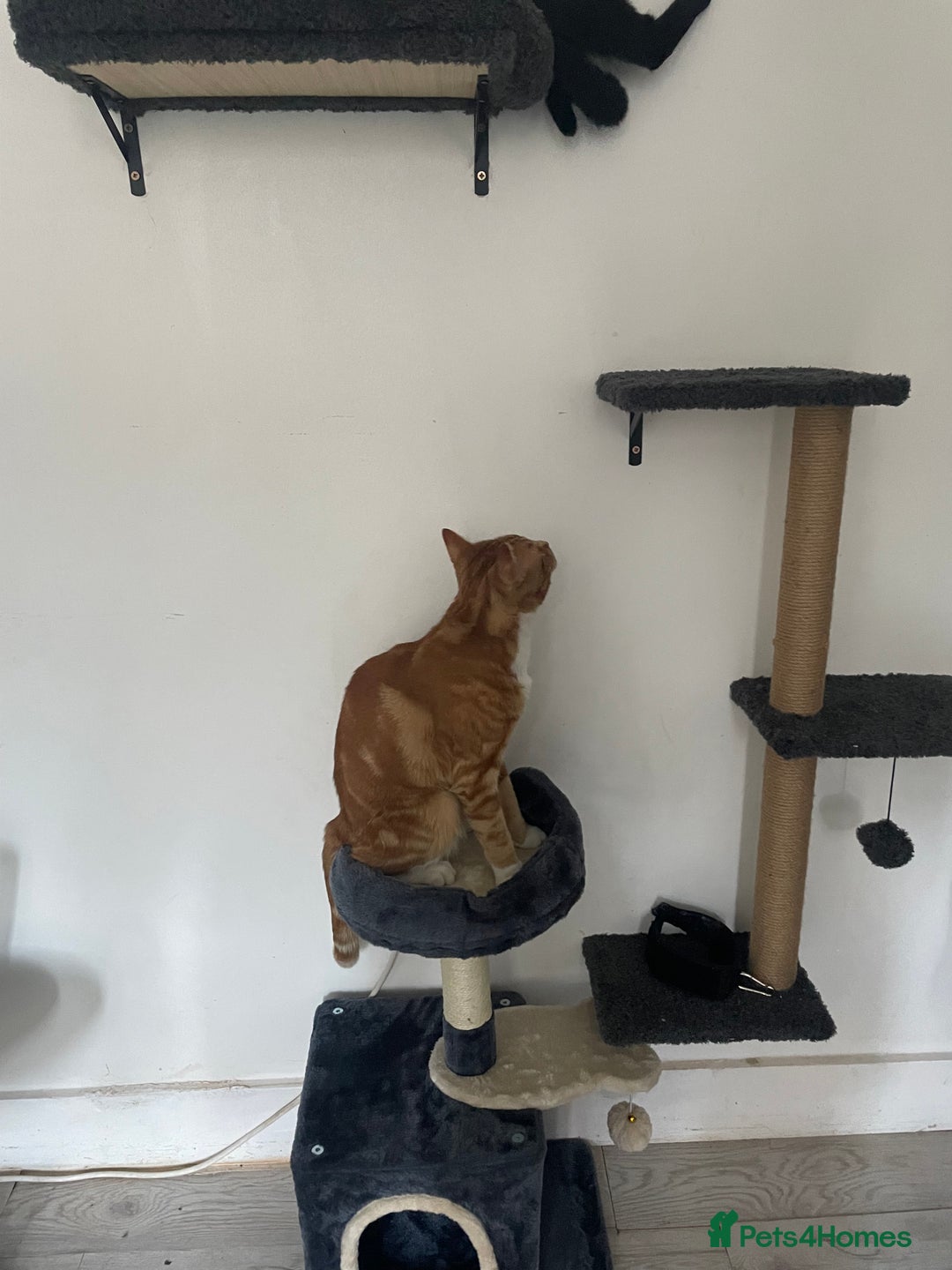 Abyssinian cats for sale: Ginger cat - Image 1