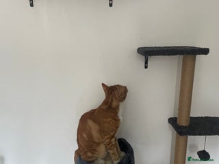 Abyssinian cats - Advert 6
