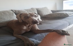 Weimaraner dogs for stud: GHOST Silver Weimeraner 3years Full Ped & Papers  - Image 7