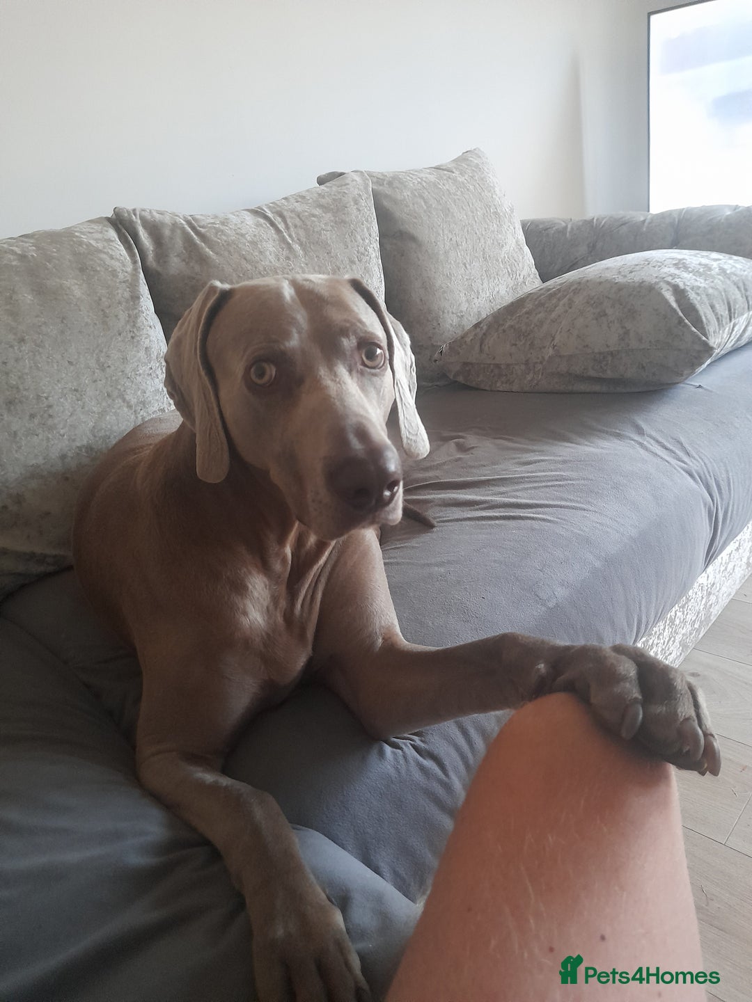 Weimaraner dogs for stud: GHOST Silver Weimeraner 3years Full Ped & Papers  - Image 7