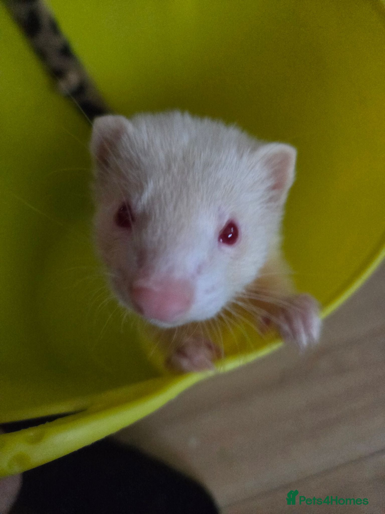 Ferret rodents Jill ferret looking for new home - Advert 1