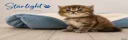 Persian cats for sale: Absolutely beautiful Persian/ragdoll Kittens - Advert 34