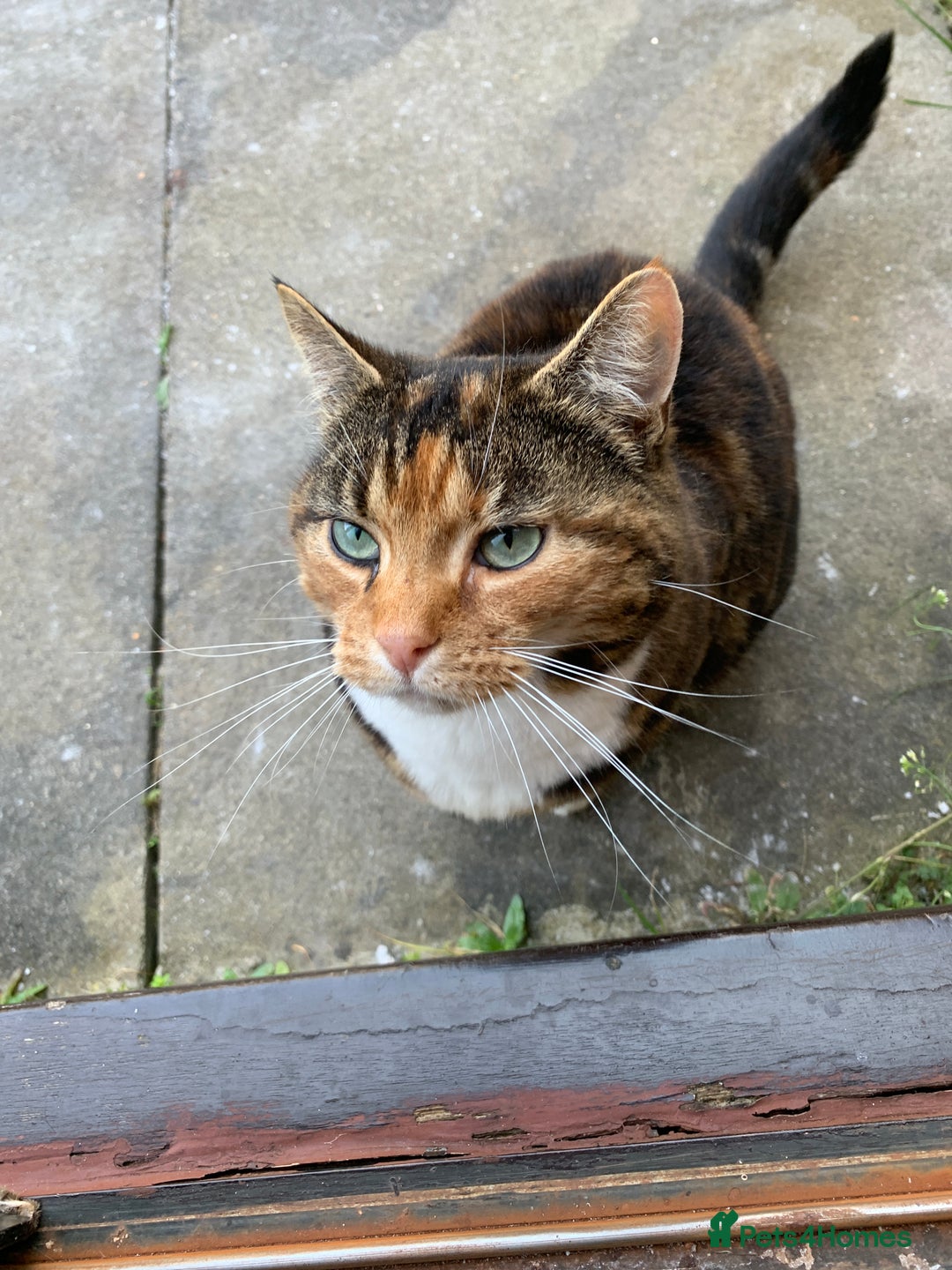 Mixed Breed cats for sale: Loving Home Wanted for 13 Year Old Cat - Advert 1