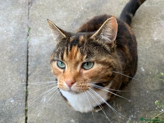 Mixed Breed cats Loving Home Wanted for 13 Year Old Cat - Advert 17