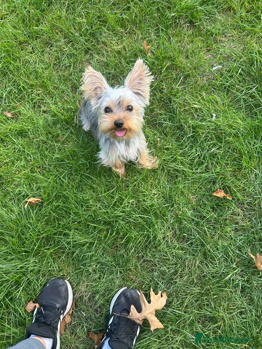 Yorkshire Terrier dogs for sale: Yorkshire Terrier Puppy - Advert 1