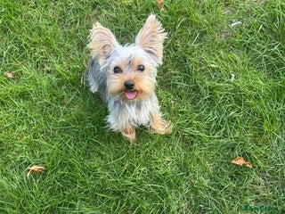 Yorkshire Terrier dogs Yorkshire Terrier Puppy - Advert 1