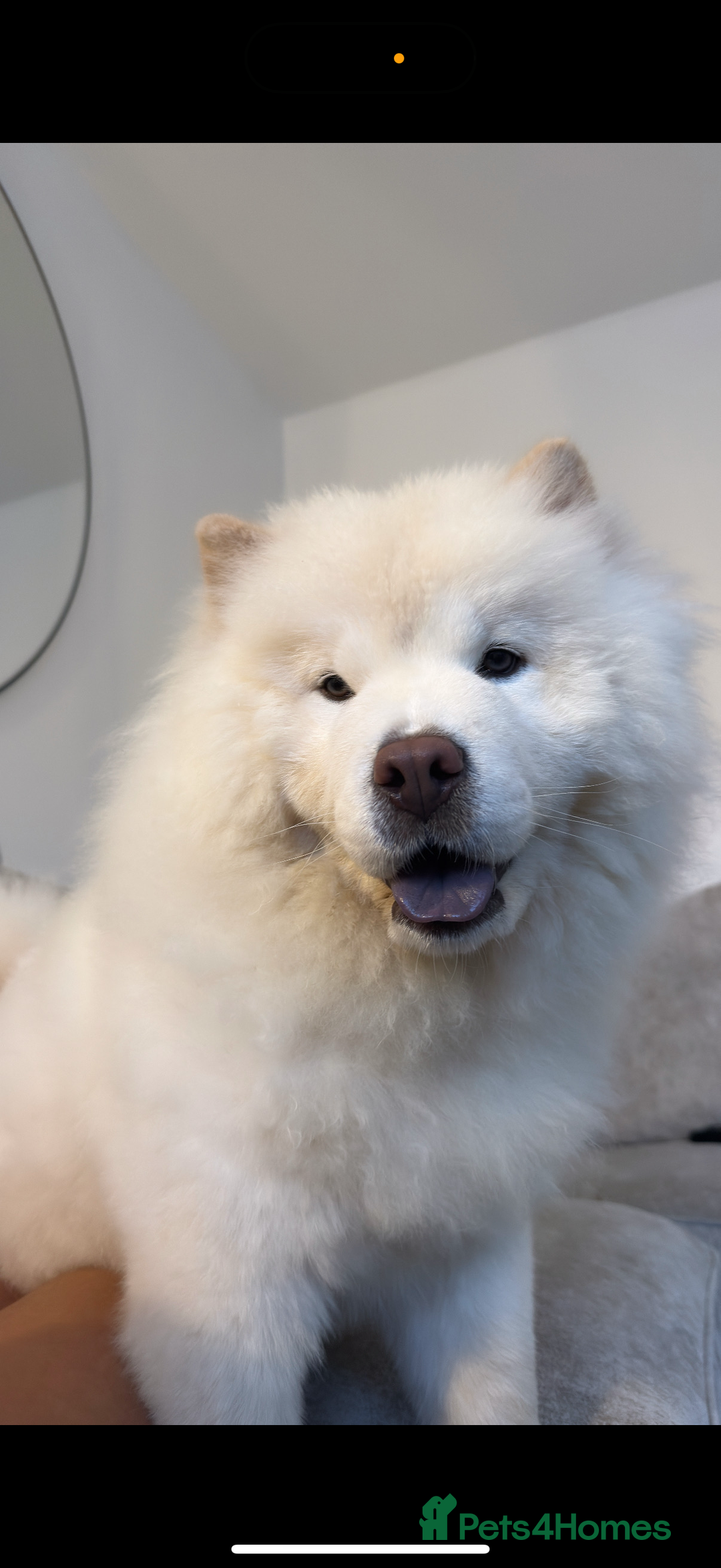Chow Chow dogs for sale: Loving ChowChow Looking for a New Home - Image 1