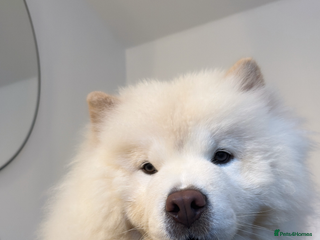 Chow Chow dogs Loving ChowChow Looking for a New Home - Advert 7