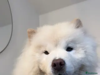 Chow Chow dogs Loving ChowChow Looking for a New Home - Advert 4