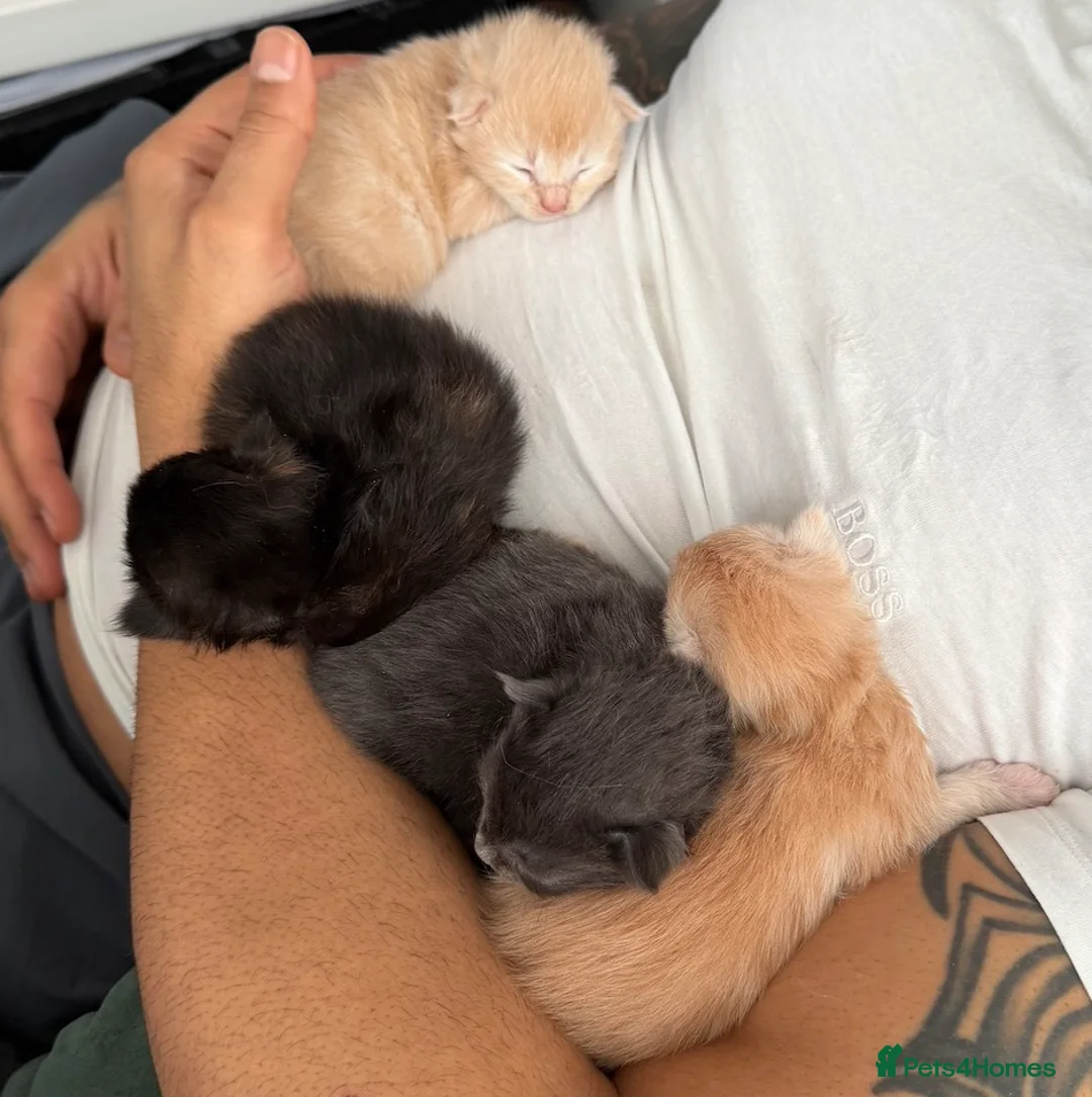 Maine Coon cats for sale: Beautiful long haired Main Coons in Leicester - Advert 4