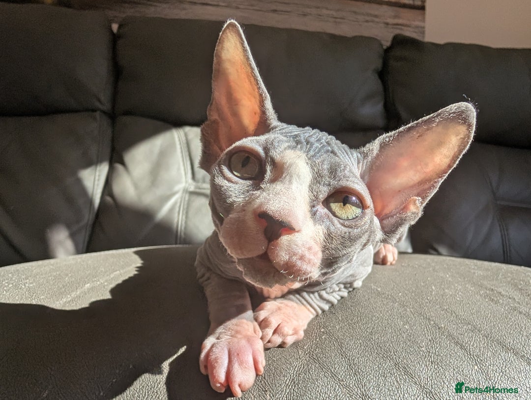 Sphynx cats for sale: Last sphynx kitten! - Image 9