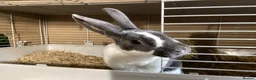 Rex rabbits for sale: Mini re **  in Liverpool - Advert 3