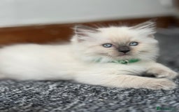 Ragdoll cats for sale: 🐾 Beautiful Blue Point Ragdoll Kittens 🐾 - Image 17