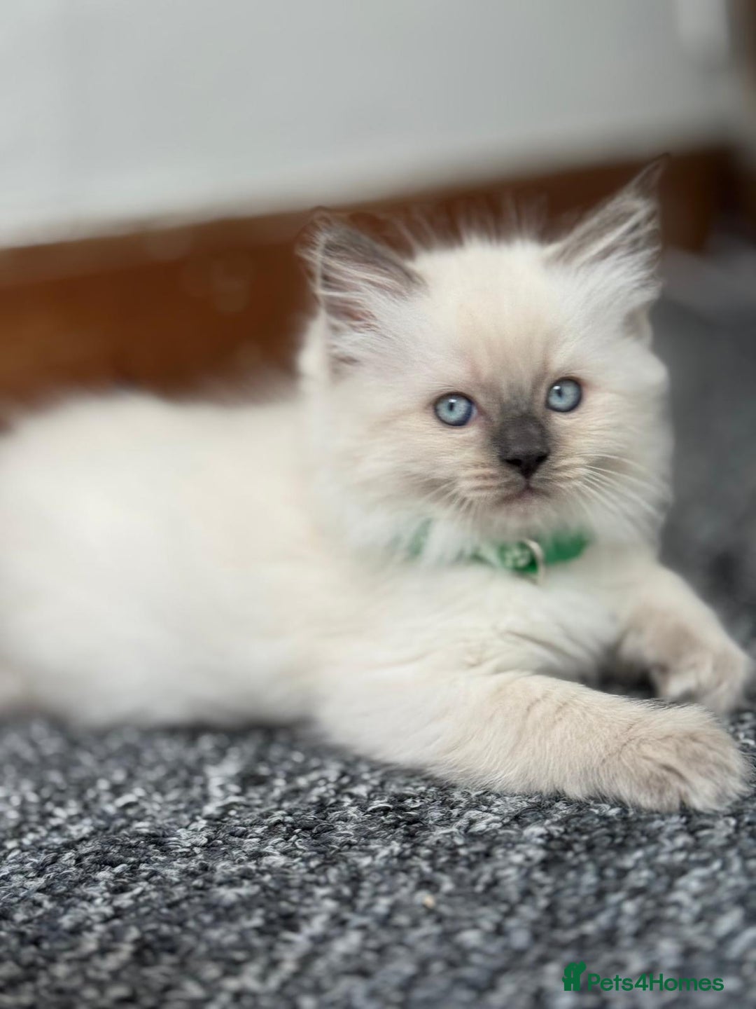 Ragdoll cats for sale: 🐾 Beautiful Blue Point Ragdoll Kittens 🐾 - Image 17