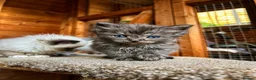Ragdoll cats for sale: Ragdoll kittens  - Advert 4